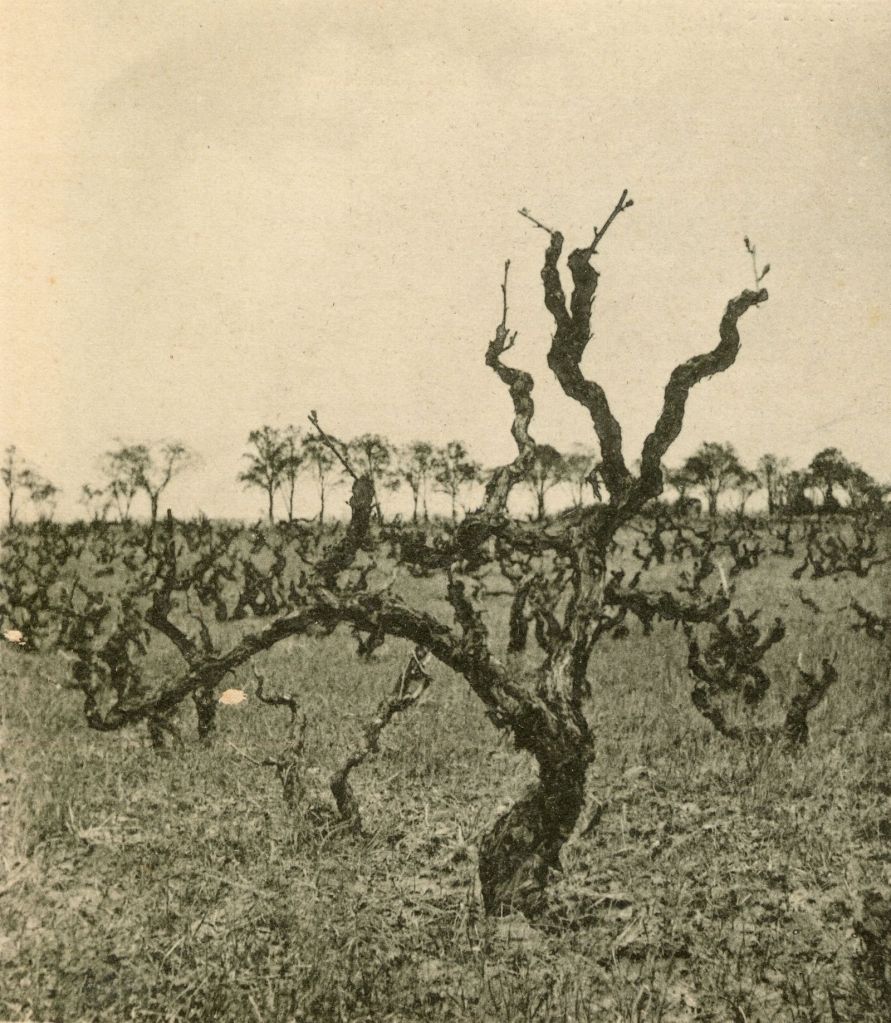 The Plague of Phylloxera: When Cognac Was Culled – The Gourmet Gazette
